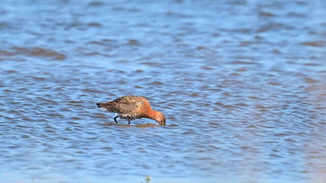 A Black-tailed godwit (Limosa Limosa) wades through shallow blue water. The bird probes the submerged sand with its long, thin bill while searching for food.