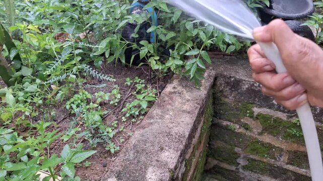 Gardener Hand Holding Hose and Watering Green Plants and Soil in Garden for Agriculture, Plant Care, and Irrigation Concept