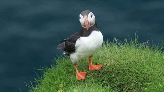 Lone Atlantic Puffin on the Green Grass of Mykines, Faroe Islands