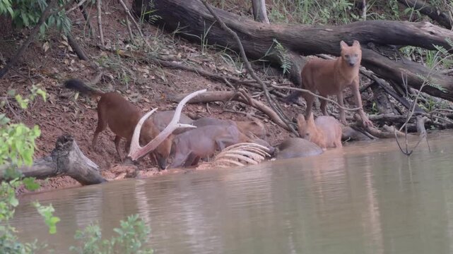 Rare Encounter with a Pack of Dholes (Asiatic Wild Dogs)