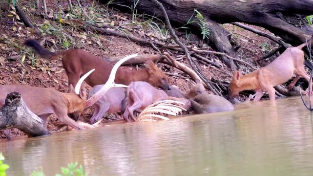 Rare Encounter with a Pack of Dholes (Asiatic Wild Dogs)
