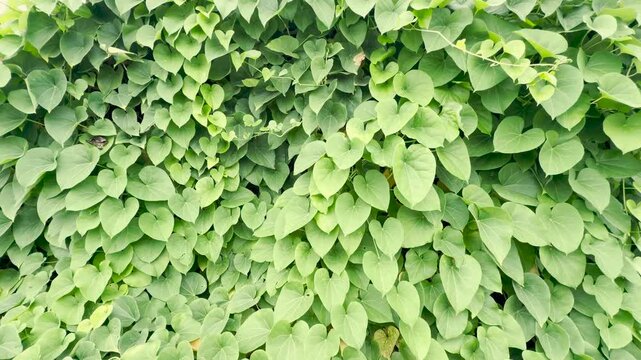 Green heart shaped ivy leaves climbing a wall