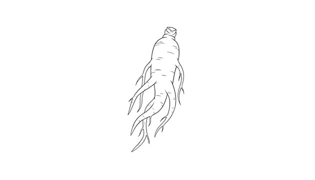 Detailed line drawing of a medicinal ginseng root showcasing its unique branched texture and organic form on a clean white background.
