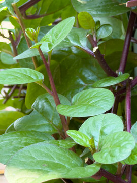 Vibrant Green Basella Alba Leaves and Stems Growing in a Garden.