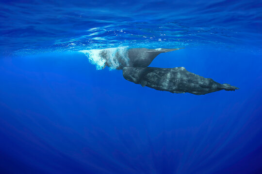 Sperm Whale Mother and Calf Swimming in the Open Ocean