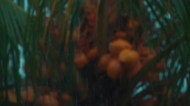 slow motion of rain falling on coconut palm in tropical rainforest, close up of palm leaves in bali, indonesia during rainy weather 4k