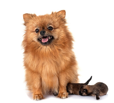 puppy pomeranian and mother