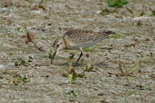 Baird's Sandpiper (Calidris bairdii) foraging for food on dry mud flats during migration