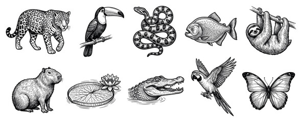 Naklejka premium Jungle animals icons set. Exotic wildlife and nature concept. Includes jaguar, toucan, snake, piranha, sloth, capybara, water lily, alligator, macaw, butterfly. Engraving style
