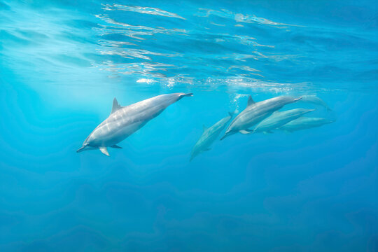 Spinner Dolphins Swimming in Clear Blue Water in Mauritius