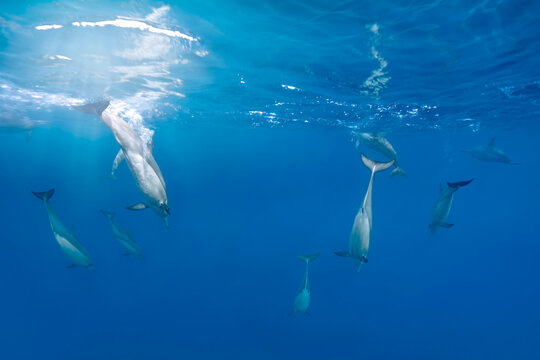 Spinner Dolphins Swimming in Clear Blue Water in Mauritius