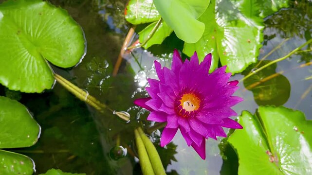 Pink lotus flower blooming in a natural pond