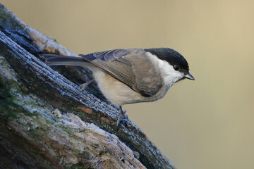Willow Tit (Poecile montanus) perched on a textured tree bark, side view portrait of a small songbird with a black cap in its natural forest habitat © Badr