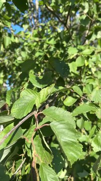 Green alder branches with lush leaves and catkins swaying in the wind on a sunny summer day in the forest.