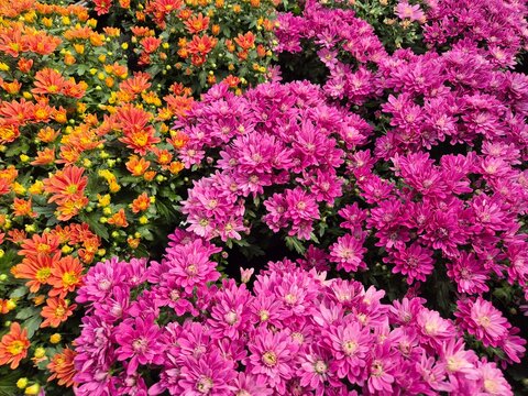 Chrysanthemum indicum 'Garden Mums' (Chrysantheme / Garten-Chrysantheme), pinke Sorten