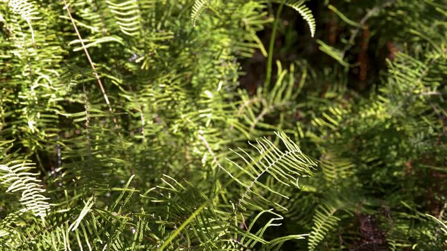 Sunlit Green Ferns and Lush Forest Foliage in Blue Mountains