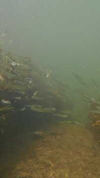 Small fish swimming together underwater near the rocky seabed with algae