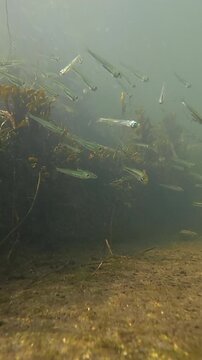 Small fish swimming together underwater near the rocky seabed with algae