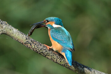 Fototapeta premium Common kingfisher (Alcedo atthis) perched on a branch with a caught fish in its beak