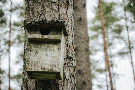 A wooden birdcage or nesting box mounted on a tall pine trunk due to weather conditions, view from below among mature forest trees under a pale sky.