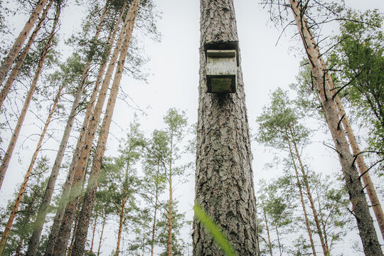 A wooden birdcage or nesting box mounted on a tall pine trunk due to weather conditions, view from below among mature forest trees under a pale sky.