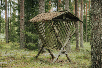 A weathered wooden feeding stand with a simple roof stands among tall pine trees and green forest ground, creating a rustic woodland scene. For reindeer. sstkwinter  © Jolanta