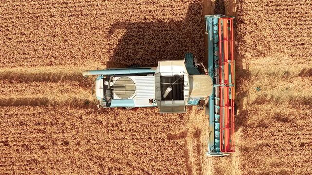 Top down aerial view of farmer harvesting mature wheat with combine harvester. Modern agricultural machinery leaving straw rows across cereal field. Grain harvest farming business and cultivated