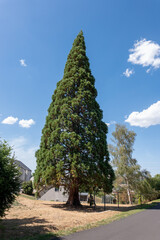 Obraz premium tree on the road