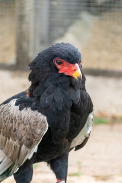 Bateleur Eagle Portrait With Red Face and Yellow Beak Close-Up Wildlife Photo