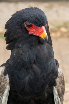 Bateleur Eagle Portrait With Red Face and Yellow Beak Close-Up Wildlife Photo