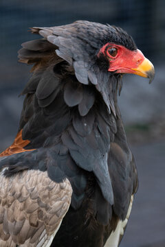 Bateleur Eagle Portrait With Red Face and Yellow Beak Close-Up Wildlife Photo