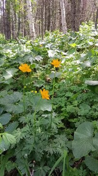 Bright orange globeflowers sway in a gentle breeze among lush green foliage in a sunlit birch forest, creating a peaceful vertical nature background for wellness and eco designs.