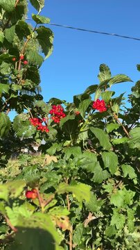 Vibrant red guelder rose berries on a leafy green branch swaying gently under a clear blue sky on a sunny day.
