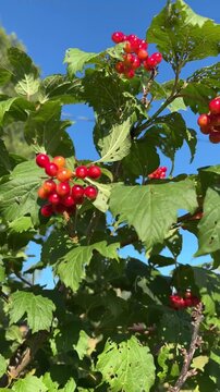 Vibrant red guelder rose berries on a leafy green branch swaying gently under a clear blue sky on a sunny day.