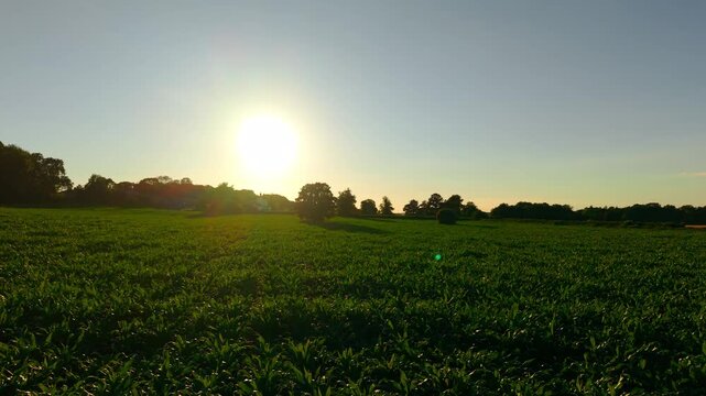 Sunset over green maize field with countryside panorama. Productive farmland near rural village and tree line. Agribusiness landscape with forage crops for livestock nutrition and agriculture