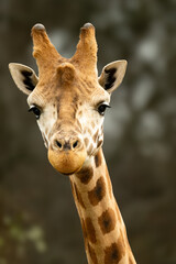 portrait of a giraffe © T H M Visuals 