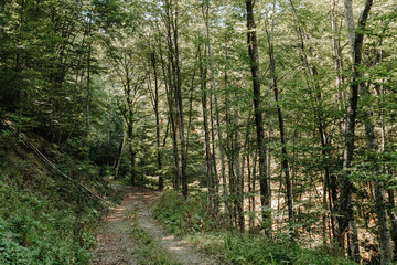 Fototapeta premium Quiet woodland trail winding through dense green forest in Kopaonik, Serbia. Hiking, slow travel, ecotourism, solitude and outdoor adventure concept