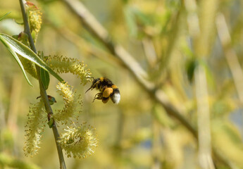 Buff tailed bumblebee in flight near the flowers of a weeping willow with its tongue visible © roberto