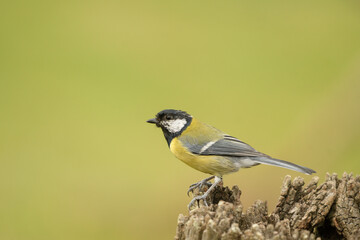 Close-up of a great tit perched against a pale green background © roberto