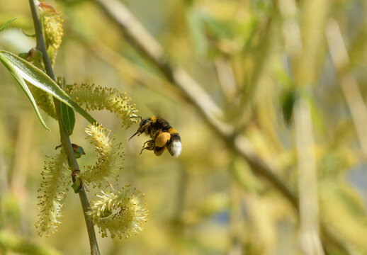 Buff tailed bumblebee in flight near the flowers of a weeping willow with its tongue visible