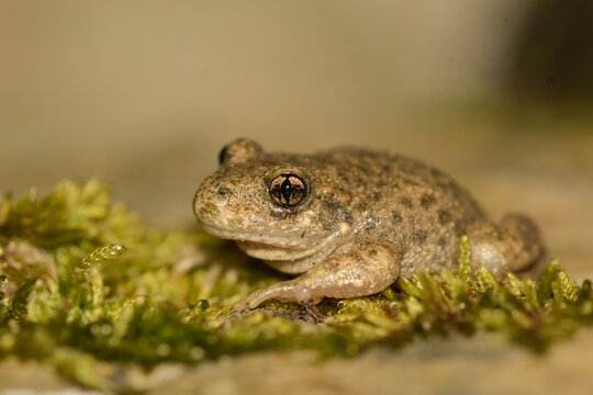 Closeup of a midwife toad