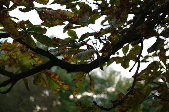 Brown green autumn horse chestnut leaves hanging from a dark branch