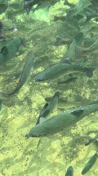 Trout farming in the fish pond, breeding freshwater fish in clear and cold water from a mountain stream, underwater footage. Swarm of trout swimming close together
