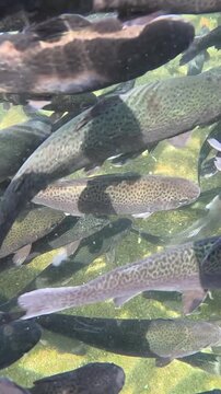Trout farming in the fish pond, breeding freshwater fish in clear and cold water from a mountain stream, underwater footage - slow motion. Swarm of trout swimming close together