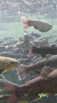 Trout farming in the fish pond, breeding freshwater fish in clear and cold water from a mountain stream, underwater footage. Swarm of trout swimming close together
