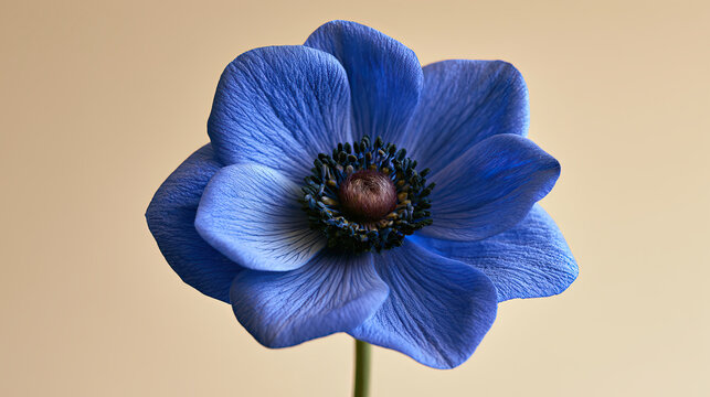 Single vivid blue flower with dark center on beige background