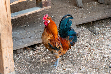 Vibrant Colorful Rooster Standing Proudly in a Rural Farmyard with Wooden Shelter © dizfoto1973