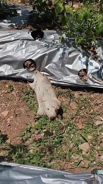 A dead rat carcass lies on the ground near the plastic mulch in a farm field.