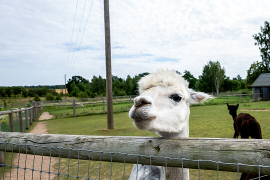Curious White Alpaca Peeking Over a Rustic Farm Fence