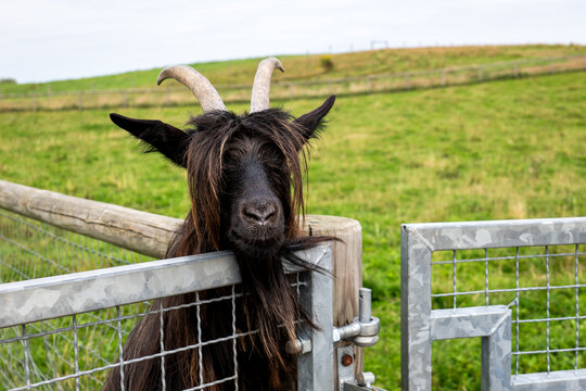 Curious Black Goat with Long Hair Looking Over a Farm Gate